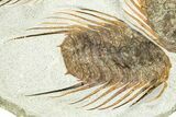 Plate Of Four Spiny Selenopeltis Trilobites #365713-2